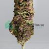 Monster Cookies Indica Buy Weed Online