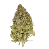 AAAA Black Biscotti By Kootney Exotics Best Sellers Buy Weed Online