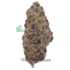 AAAA Gas Daddy By Kootney Exotics Best Sellers Buy Weed Online