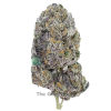 AAAA Gas Daddy By Kootney Exotics Best Sellers Buy Weed Online