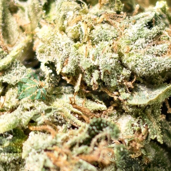 Purple Urkle Budget Buds Buy Weed Online