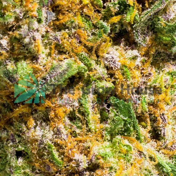 MINT CHOCOLATE CHIP Hybrid Buy Weed Online