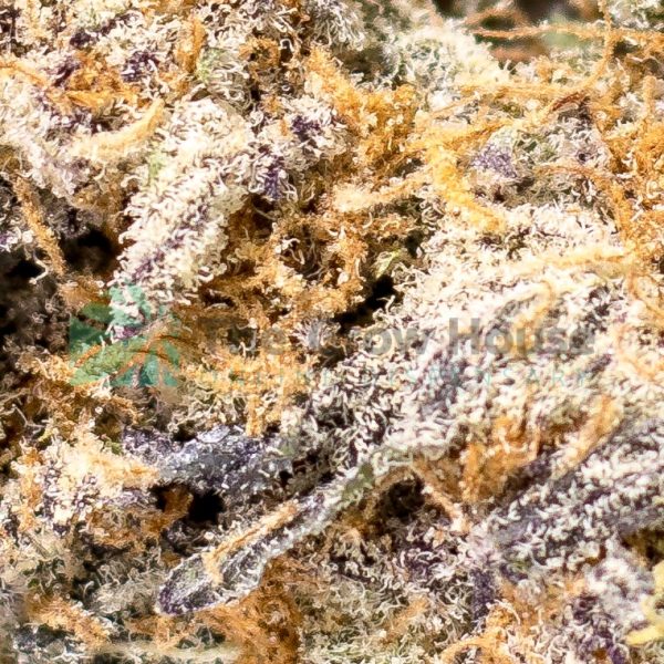 AAAA Gelato #41 Hybrid Buy Weed Online