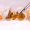 AAAA Mountain Zelly’s Gift Shatter Best Sellers Buy Weed Online