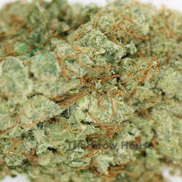 AAAA Oregon Golden Goat Hybrid Buy Weed Online