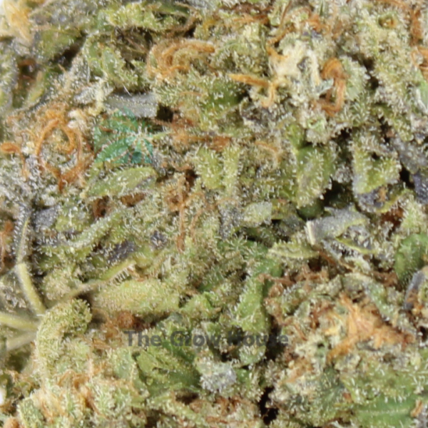 Purple Bruce Banner Hybrid Buy Weed Online