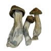 Mexican Cubensis Magic Mushrooms Buy Weed Online