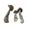 Malabar Magic Mushrooms Buy Weed Online