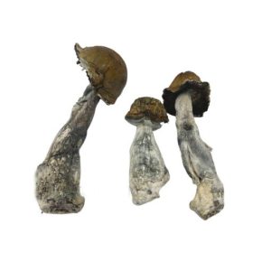 Texas Penis Envy Magic Mushrooms Buy Weed Online