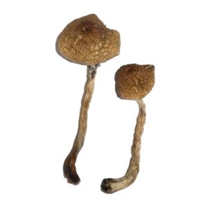 Malabar Magic Mushrooms Buy Weed Online