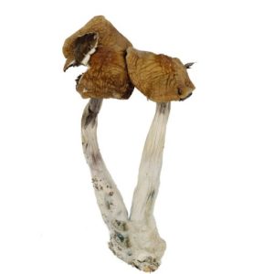 Alacabenzi Cubensis Magic Mushrooms Buy Weed Online