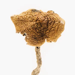 3.5g of Magic Mushrooms Loose Ends Buy Weed Online