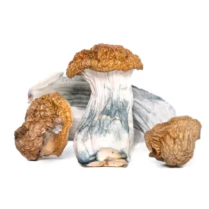 AAAA TRINITY MUSHROOM Dried Mushrooms Buy Weed Online