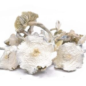 AAAA ALBINO ZILLA MUSHROOMS Dried Mushrooms Buy Weed Online