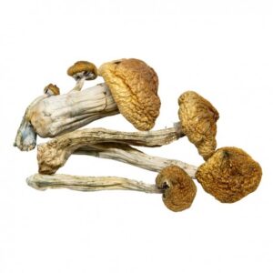 AAAA B+ Mushroom Dried Mushrooms Buy Weed Online