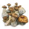 AAAA TRINITY MUSHROOM Dried Mushrooms Buy Weed Online